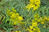 Nilavarai Powder / Cassia Angustifolia Powder       - 50 - Grm