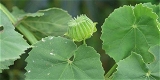 Thuthi Leaf Powder / Abutilon Indicum Leaf Powder       - 50 - Grm