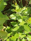 Maruthani Powder / Lawsonia Alba Leaves Powder             - 50 - Grm