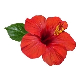 Sembarathai Powder / Hibiscus Rosa-sinensis Flowers Powder  - 50 - Grm