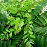 Karuveppilai Powder / Murraya Koenigii Leaves Powder 