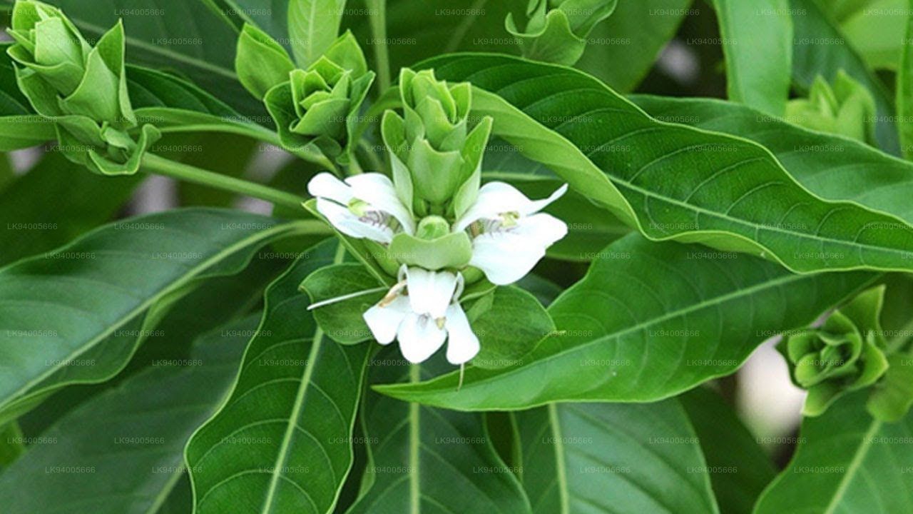 Adathoda Powder / Adhatoda Vasica Leaves Powder