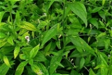 Nilavembu Powder / Andrographis Paniculata Leaves Powder