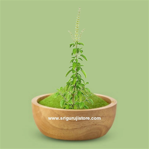 Thulasi Powder / Ocimum Sanctum Leaves Powder - 50 - Grm