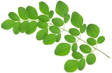 Murungai Leaf Powder / Moringa Oleifera Leaves Powder  - 50 - Grm