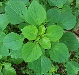 Kuppaimeni Powder / Acalypha Indica Leaves Powder - 50 - Grm