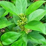 Sirukurinjan Powder / Gymnema Sylvestre Leaves Powder           - 50 - Grm