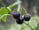 Manathakkali Powder / Solanum Nigrum Powder