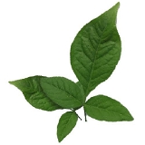 Vilvam Leaf Powder / Aegle Marmelos Leaves Powder 