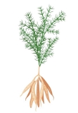 Thanneervittan Powder / Asparagus Racemosus Roots Powder  - 50 - Grm