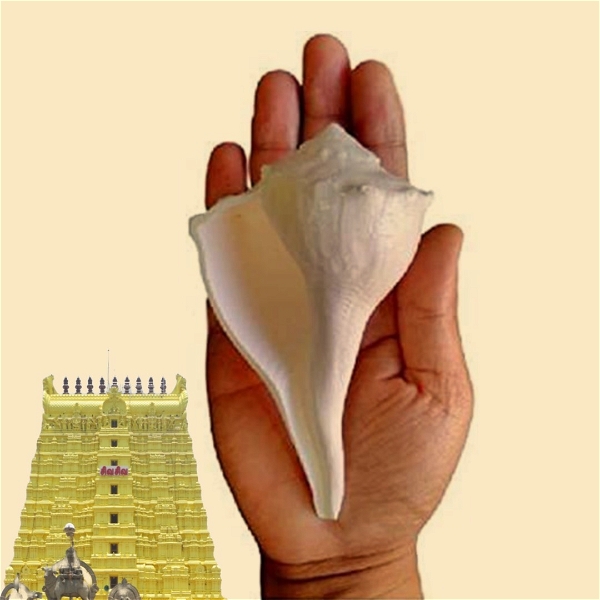 Original Rameswaram Dakshinavarti Shankh | Valampuri Sanggu | Lakshmi Shankh For Pooja, Religious Purpose, Traditional Rituals - 5 Inch
