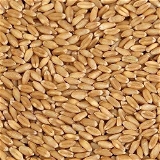 Wheat MP Sihore - 10 Kg