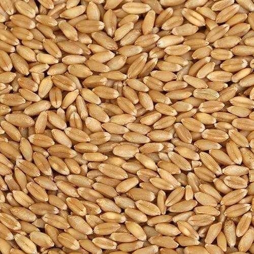 Wheat MP Sihore - 5 Kg