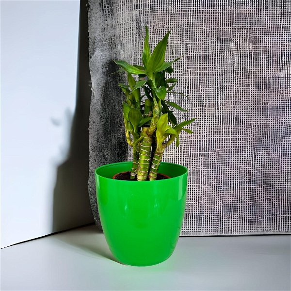 Multicolor Plastic Pot - 6 Inch, Green