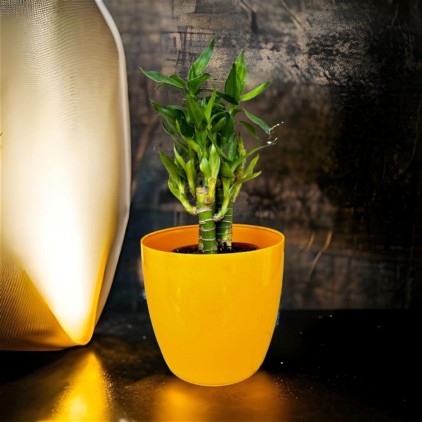 Multicolor Plastic Pot Without Plants - 6 Inch, Web Orange