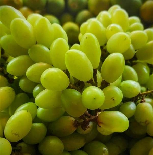 Grapes (Angoor) - 1Kg