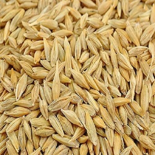 Jau Dhan (Jo Dhan/Barley Seeds) - 100g