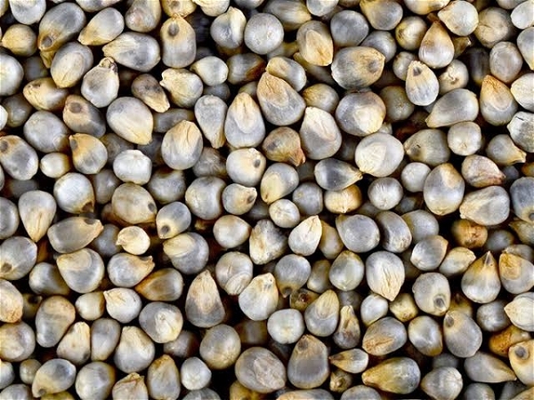 Bajra (Pearl Millet) - 1kg