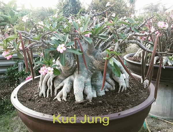 Adenium KudJung Seeds - 10 seeds