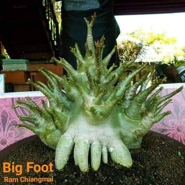 Adenium Big Foot Seeds - 10 Seeds