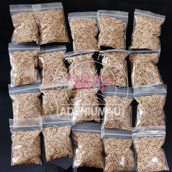 Imported Somalance X Obesum Seeds - 1000 Seeds