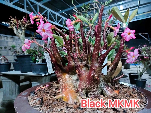 Adenium Arabicum Black Skin Black MK X Khaoyai Seeds - 10 Seeds