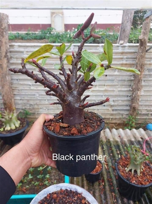 Adenium Arabicum Black Skin Black Panther Seeds - 10 Seeds