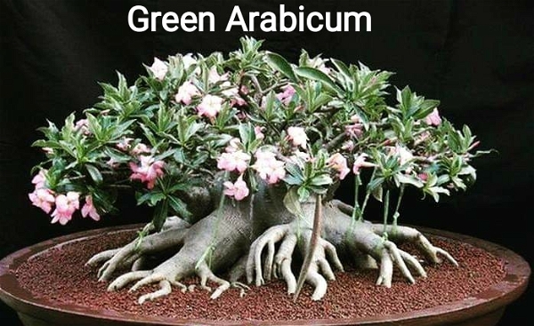 Adenium Arabicum Green Arabicum Seeds - 10 Seeds
