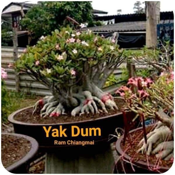 Adenium Yak Dum Seeds - 10 Seeds