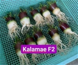 Adenium Black Skin Black Mk X Kalamae F2  - 10 Seeds