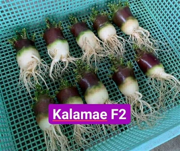 Adenium Black Skin Kalamae X LMA - 10 Seeds