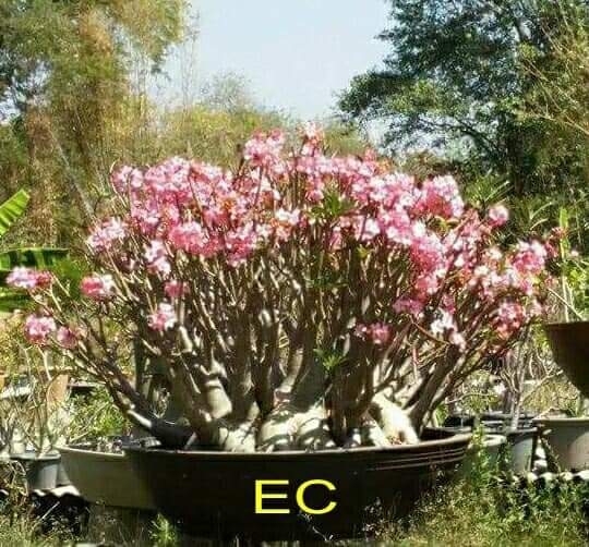  Adenium Arabicum Emarald Crown  - 10 Seeds
