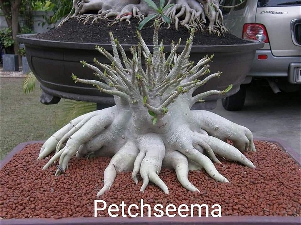 Adenium PETCHSEEMA  - 10 Seeds