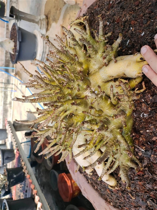 Adenium Arabicum Porcupine-Coral Form - 10 Seeds