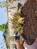 Adenium Arabicum Porcupine-Coral Form - 10 Seeds