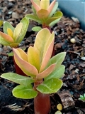 Adenium Arabicum Black Skin With Golden Leaf % SURANYA  - 10 Seeds