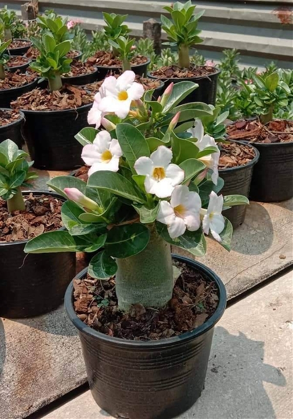 Adenium Arabicum White House- 60-70% Chance Of White Flower - 5 Seeds