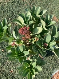 Adenium Chada Tung Nang- Coral Flowering  - 10 Seeds