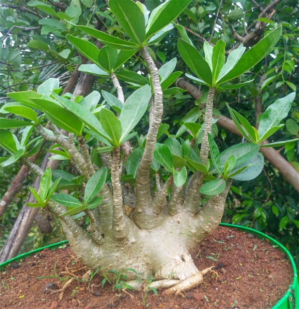 Adenium Arabicum Godji Plant