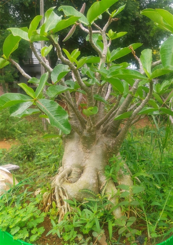 Adenium Arabicum green Arabicum Mother Plant