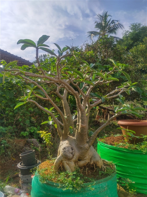 Adenium Arabicum Golden Crown x Nangapaya Mother Plant