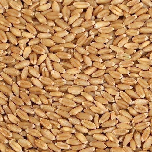 Bansi Wheat  - 1 Kg